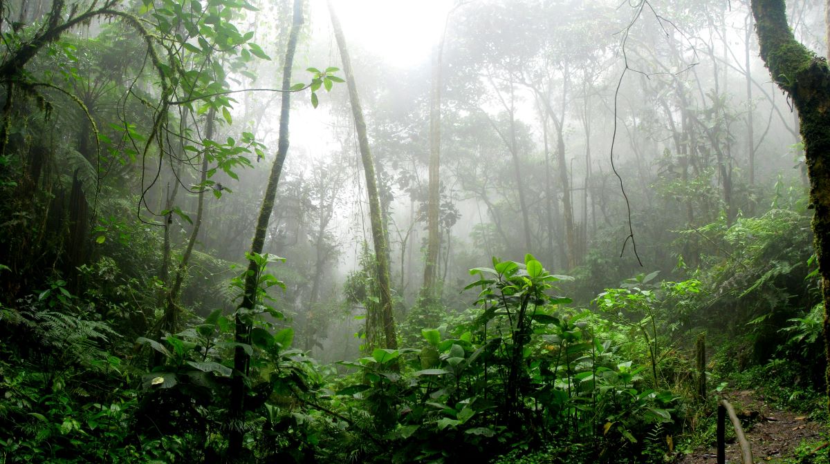 Colombia rainforest