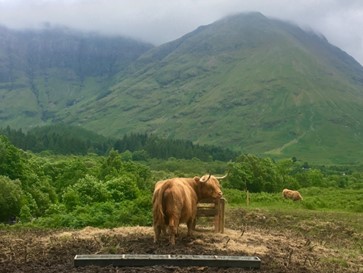 A view of the Caledonian Forest