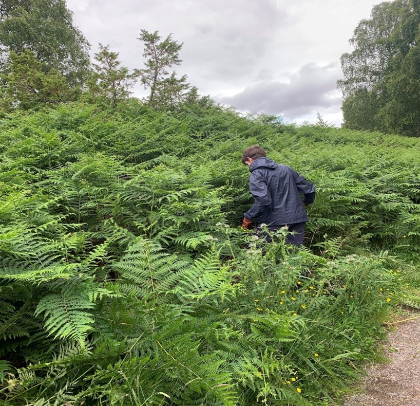 Bashing the bracken