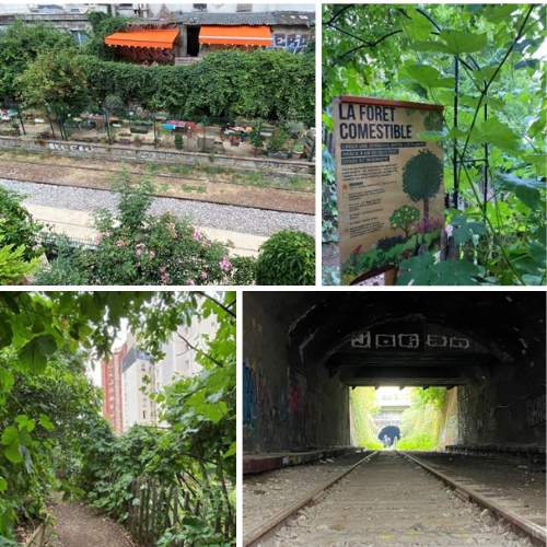 env urban gardening collage 1